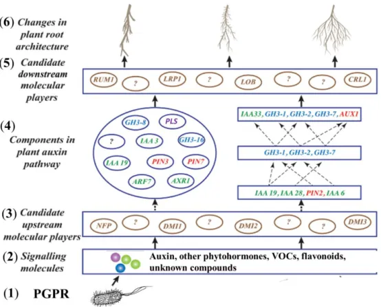 Figure 4. Hypothetical and simplified model of auxin signaling pathway modulated by  PGPR in order to alter  root morphology, as suggested by Sukumar et al