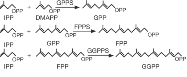 Figure 2.  Réactions  de  condensation  catalysées  respectivement  par  la  GPPS,  FPPS  et  GGPPS —   Condensation  reactions  catalyzed  by  GPPS,  FPPS  and  GGPPS, respectively