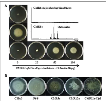 FIGURE 4 | (A) Swarming motility of wild type strain Pseudomonas sp.