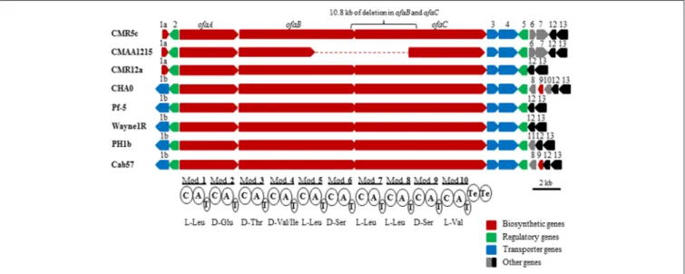 FIGURE 1 | In silico analysis and comparison of orfamide-synthase gene clusters and flanking regions of P