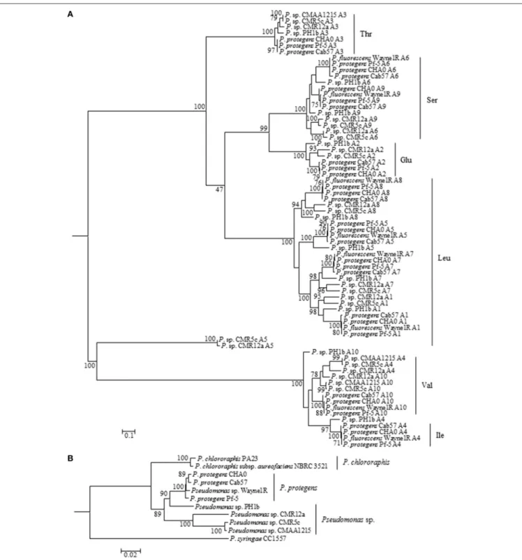 FIGURE 2 | Molecular phylogenetic (Maximum Likelihood method with 500 of Bootstrap replications) analysis of A domains of orfamide synthases extracted from P