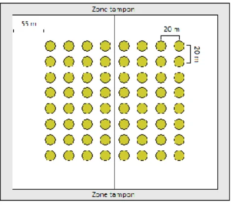Figure 2 Aperçu du dispositif de suivi des juvéniles de Paracou, les points verts représentent les placettes de suivi des juvéniles, le  carré principal représente une parcelle du dispositif de Paracou 