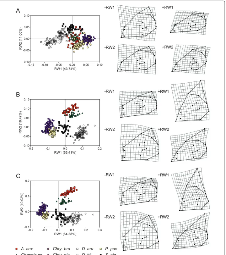 Figure 7 Ontogenetic dynamics of the patterns of neurocranium shape disparity. Relative warps analyses of the neurocranium shapes at the three ontogenetic stages