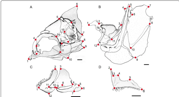 Figure 2 The morphologically homologous landmarks used in the analysis of the ontogeny of damselfish skull shape