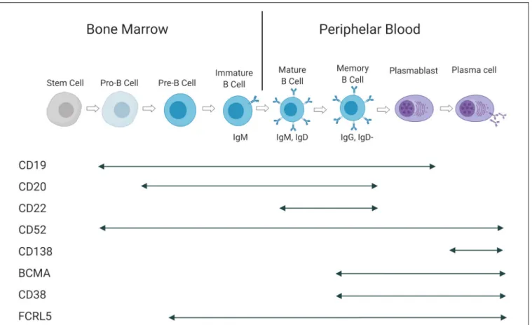 FIGURE 3 | Antigen expression during B-cell maturation. Cell surface Ags and their presence at in different B-cell subtypes