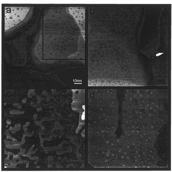 Figure 3.4  STM images of Au/mica films after exposing to S acid solution.  Exposure time:  (a)  1  min.,  (b) 2 min.,  (c)  5 min.,  (d)  10  min