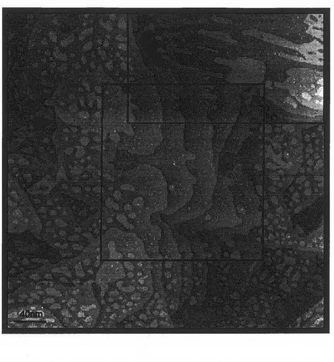 Figure 3.6  Au/mica surface after 15  min exposure to  S  acid solution.  Sean size:  400x400 nm2,  Bias:  1.0  V,  Current  0.3  nA