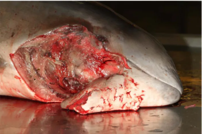Figure 2. Skin punctures on the head of a porpoise.
