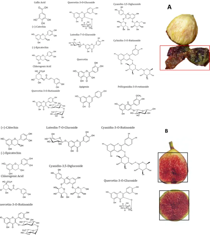 Figure 3. Chemical structures of the main phenolic compounds identified in the fig peels (A) and  pulp (B)