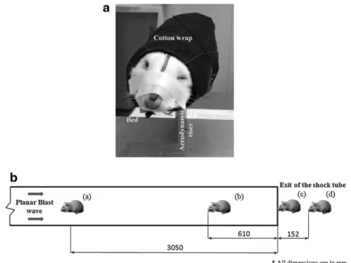FIG. 3. Location of surface/internal pressure sensors on the rat model. The external surface pressure gauge on the nose measures reflected pressure (actual pressure that loads the animal)