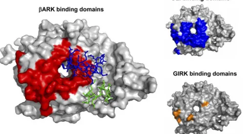 Fig. 6. RQH peptide interferes with G ␤␥ -mediated activation of GIRK. A, data show the effect of RQH on activation of GIRK (GIRK1 and GIRK4) by GABA B