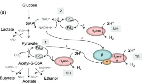 Fig. 1. Fermentative hydrogen production and