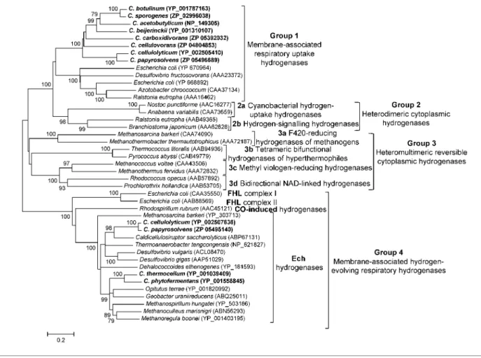 Fig. 3. Genomic organization of clostridial
