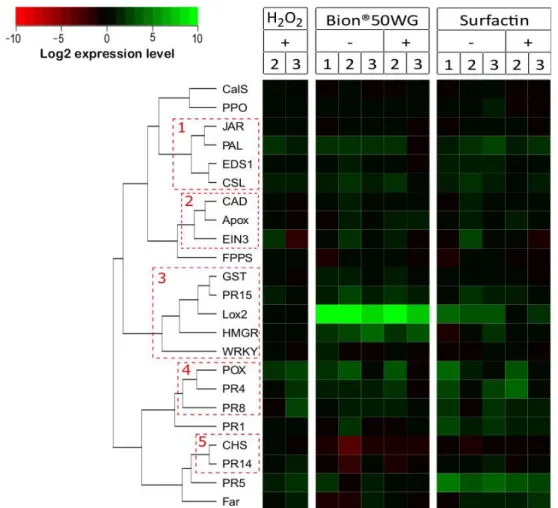 Figure 4. Heatmap profiling across all experimental conditions (product, ±H 2 O 2 , day post-treatment)  with  hierarchical  clustering  of  23  defense-related  genes  of  wheat  [23]:  Apox,  ascorbate  peroxidase; 