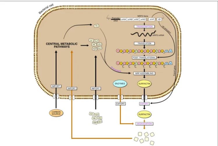 FIGURE 5 | Steps involved in the overproduction of surfactin in Bacillus, from the gene expression to the degradation