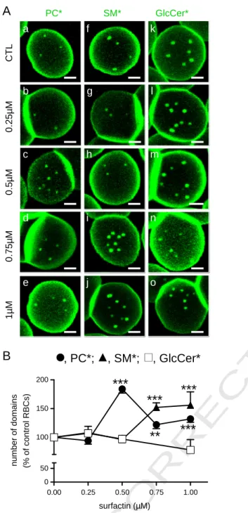 Fig. 2. Surfactin-C 13 –C 15 favors PC* and SM*, but not GlcCer*, domains in a concentration-dependent manner
