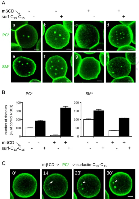 Fig. 3. Surfactin-C 13 –C 15 reverses the attrition of PC* and SM* domains induced by cholesterol depletion