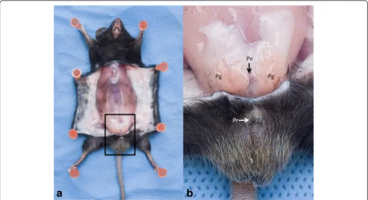 Fig. 1 Anatomic Region of the preputial glands. a General view. The abdominal skin layer has been reclined to expose the muscle layer and the preputial glands region