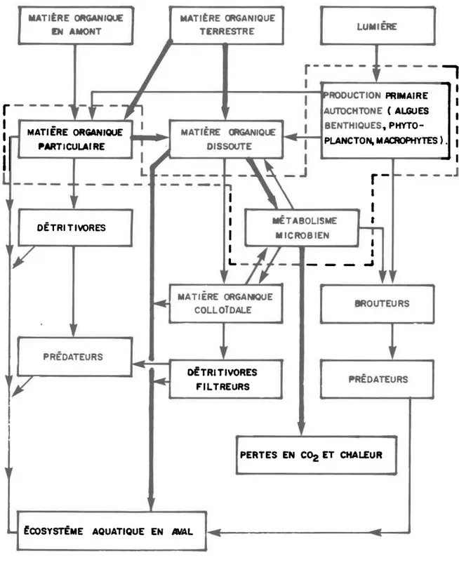 Figure 2. | . Relofions  gérÉroles  des flux  d'énergie doæ  le  système  lotique  , (  Wetzel, 1975,  b 