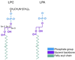 Figure 2 Structure of LPC and LPA 