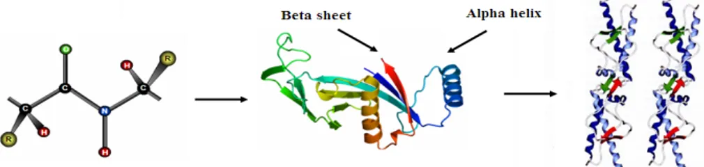 Figure 1. Structure of protein: (a) primary structure (peptide bond); (b) tertiary structure  (composed of secondary structure presenting α-helixes and β-sheets); (c) quaternary  structure (aggregation of subunits formed in tertiary structure)