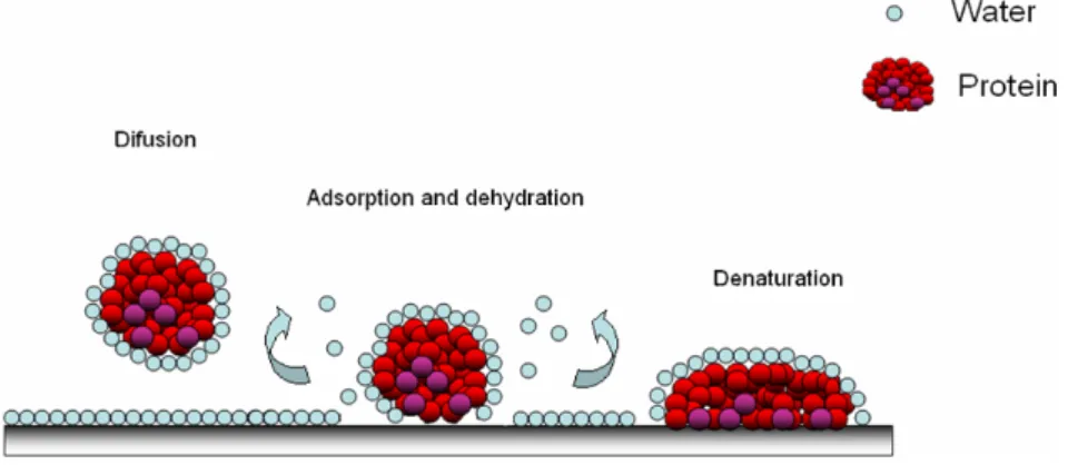 Figure 3. Adsorption of protein on a polymer surface; the diffusion of hydrated protein,  adsorption and dehydration possibilities [20]