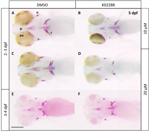 Figure 2. Effects of the specific BMP inhibitor K02288 on bone mineralization. Alizarine  red staining of 5 dpf larvae previously treated at 2 (B,D) or 3 dpf (F) during 24 h with  K02288 10 (B) and 20 µM (D,F)