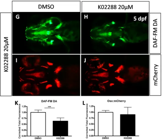Figure 4. Effects of dorsomorphin (A–F) and K02288 (G–L) on NO production and osterix  expression