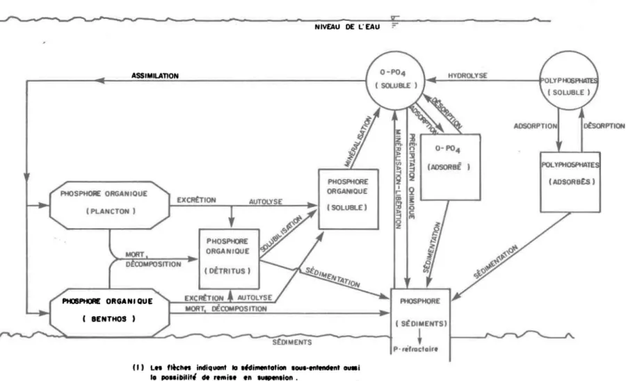 Figure  2.4. Schéma  des  transformations  du  phosphore  en  rivière  (adopté  de  Rigler  •  1973  )  