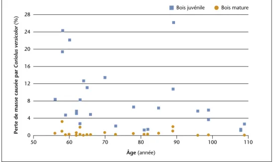 Figure 2 – Relations entre la perte de masse (%) causée par Coriolus versicolor et l’âge des arbres.
