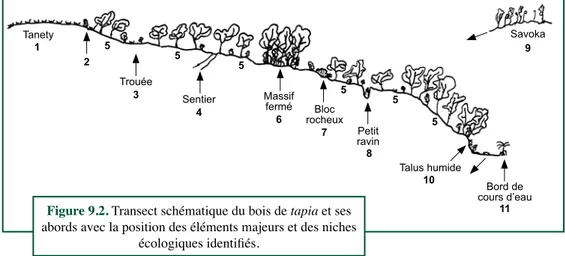 Figure 9.2. Transect schématique du bois de tapia et ses  abords avec la position des éléments majeurs et des niches 