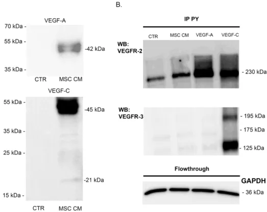 Figure 3. VEGF-A secreted by BM-MSC activate LEC. (A) Western blot analyses of VEGF-A and VEGF-C production on serum-free EBM-2 (CTR) and MSC conditioned medium (MSC CM)