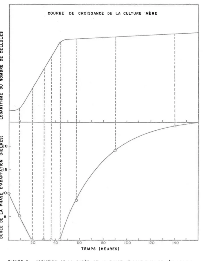 FIGURE  2 .  VARIATION  DE  LA  DURÉE  DE  LA  PHASE  D'ADAPTATION  DE  L'INOCULUM  EN  FONCTION  DE  L'ÂGE  DE  LA  CULTURE  MÈRE ,POUR  L'ALGUE   PHAEODAC-TYLUM  TRICORNUTUM  LORSQUE  CULTIVÉE  À  192 C ,EN  LUMIÈRE  ET  AÉRATION  CONTINUES  (SPENCER, 19