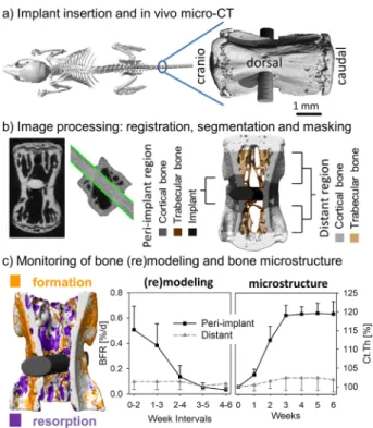 Figure 1. Overview of the different steps necessary to perform in vivo monitoring of peri-implant bone changes with micro-CT.