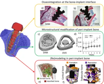 Figure 2. Summary of different tissue-level aspects of peri- peri-implant bone regeneration considered in the present review.