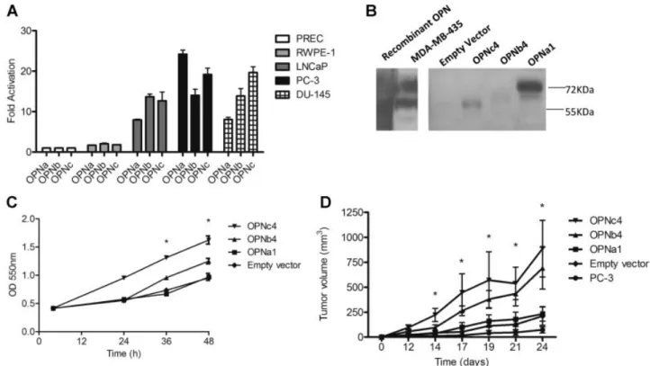 Fig. 1. OPN-SI are overexpressedin PCa and support tumor growth.OPN-SI expression levels were analyzedby qRT-PCR and were repre- repre-sented by fold activation in relation to the sample presenting the lowest expressing levels.GAPDH was used as a normaliza