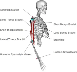 Figure 3.2 Neuromusculoskeletal model representation on OpenSim : The red segments stands for the muscles and the pink balls stands for the  mar-kers used by the motion capture system (screen captured from OpenSim GUI).