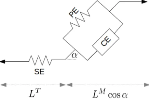 Figure 3.3 Hills muscle model. The muscle consists of three elements : a serie element (SE), a contractile element (CE) and a parallel element (PE), these elements are separated by a pennation angle α .