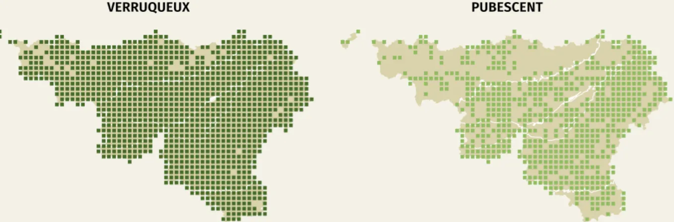 Figure 4. Présence du bouleau verruqueux et du bouleau pubescent en Wallonie (également hors zones de forêt  productive).