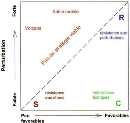 Figure 1.3 : Représentation des stratégies dans le modèle CSR de Grime (1977). C, stratégie  compétitrice ; S, stratégie stress tolérante ; R, Stratégie Rudérale (d'après Garnier  et Navas, 2013)