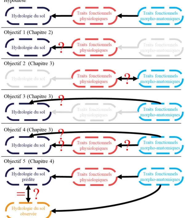 Figure 1.6 : Représentation graphique des hypothèses et objectifs de l’étude. L’objectif 1 est  abordé dans le chapitre 2