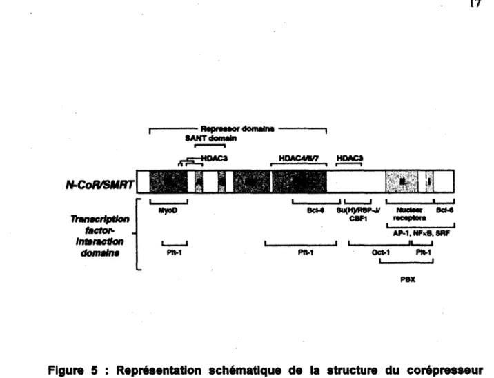 Figure  5  : Représentation  schématique  de  la  structure  du  corépresseur  nucléaire NCOR1