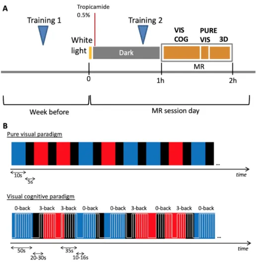 Fig. 1. Experimental protocol (A) and schematic representation of fMRI paradigms (B). An example of a sequence of light stimulation (red or blue) is provided,  together with the cognitive tasks in the lower display