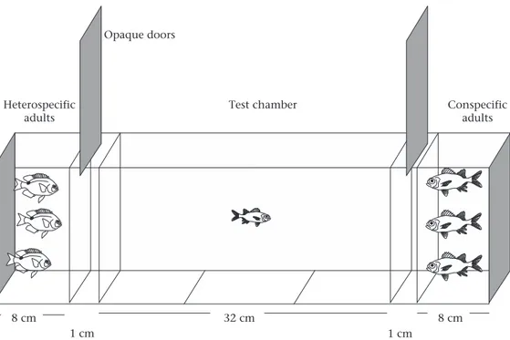 Figure 1. The two-choice aquarium (60  12 cm and 10 cm high) used to behaviourally assess visual recognition of conspeciﬁc cues in larval and juvenile M