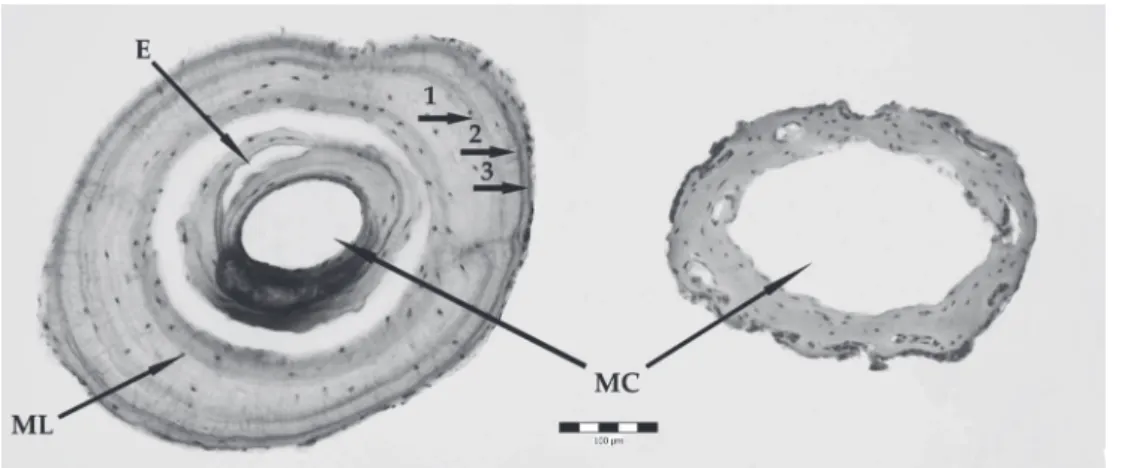 Figure 1. Cross-sections through Ceratophrys stolzmanni phalanges: left. three-year old male; right