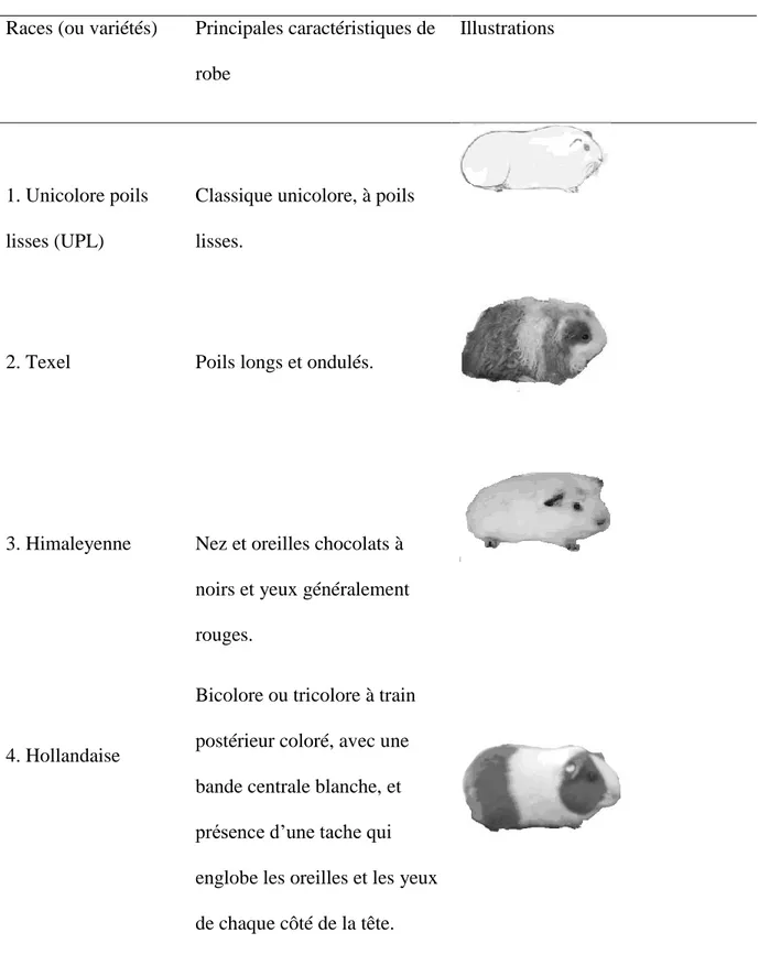 Tableau I. Principales races ou variétés de cobayes domestiques élevés à Butembo  Races (ou variétés)  Principales caractéristiques de 
