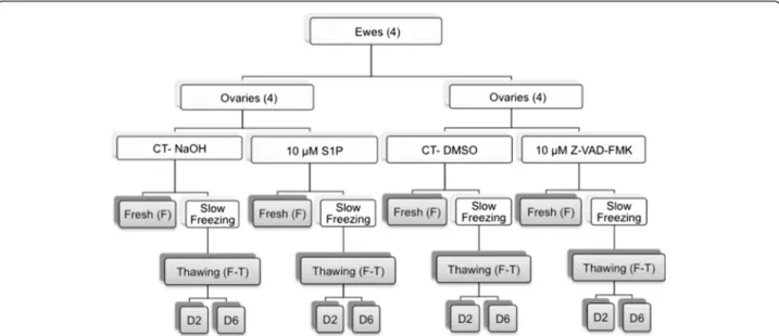 Fig. 1 Study design describing the different conditions. Eight ovaries were cut into 2 parts and distributed among the four groups of transport media containing anti-apoptotic drugs (10 μ M S1P or 10 μ M Z-VAD-FMK) or vehicle (Control (CT); NaOH or DMSO)