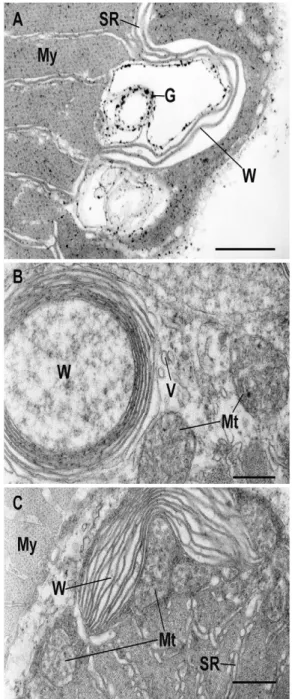 Fig. 4. Whorl bodies observed in ventral sonic muscles of O. rochei.