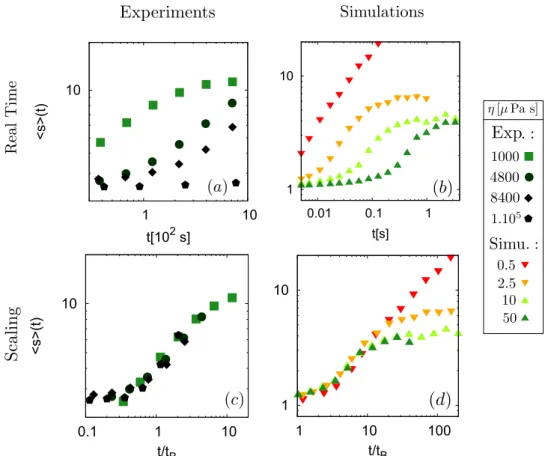 Figure 2.  Log-log plots of the evolution of the mean size of the chains 〈s〉 during experiments ((a) and (c)) and  simulations ((b) and (d))