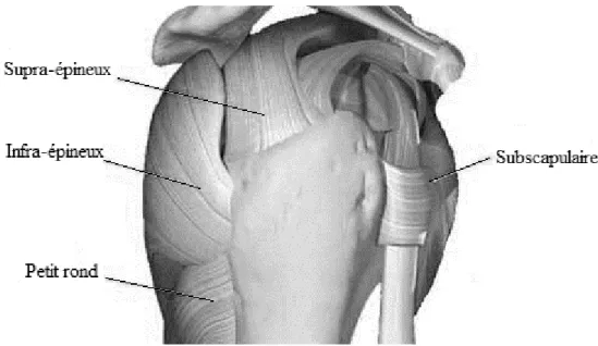 Figure 1 : Tendons des muscles de la coiffe des rotateurs  http://www.docteurphilipperoure.com/rupture-tendons 